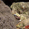 Picture taken during the dive