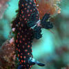 Picture taken during the dive