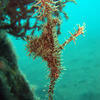Picture taken during the dive