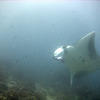 Picture taken during the dive