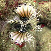 Picture taken during the dive