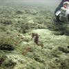 Picture taken during the dive