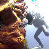 Picture taken during the dive
