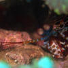 Picture taken during the dive