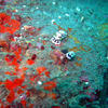 Picture taken during the dive