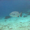 Picture taken during the dive