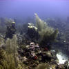 Picture taken during the dive