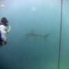 Picture taken during the dive