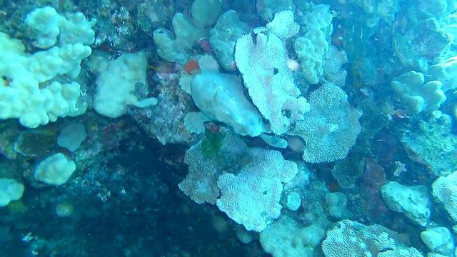 Lahaina Divers, Inc. - Dive Center in United States