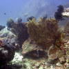 Picture taken during the dive