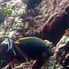 Picture taken during the dive