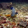 Picture taken during the dive