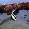 Picture taken during the dive