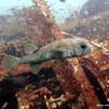 Picture taken during the dive