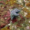 Picture taken during the dive