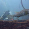 Picture taken during the dive