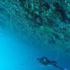 Picture taken during the dive