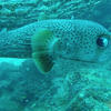 Picture taken during the dive