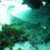 Picture taken during the dive