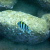 Picture taken during the dive