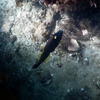 Picture taken during the dive