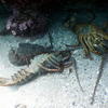 Picture taken during the dive