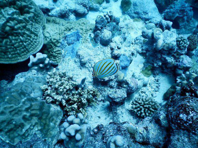 Pacific Divers - Dive Center in Cook Islands