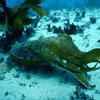 Picture taken during the dive