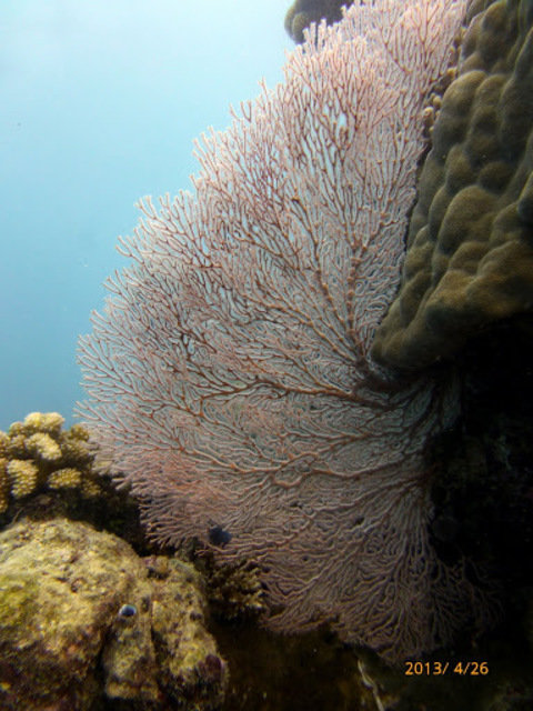 Diving in Trinity Beach, Australia - By Pista