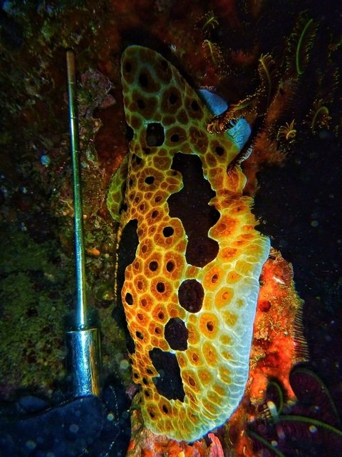 Dive Timor Lorosae - Dive Center in Timor-Leste