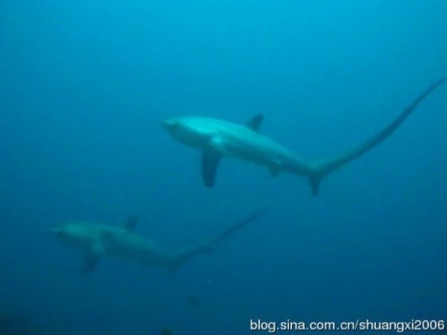 PurpleSnapper - Dive Center in Philippines
