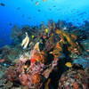 Picture taken during the dive