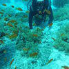 Picture taken during the dive