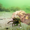 Picture taken during the dive