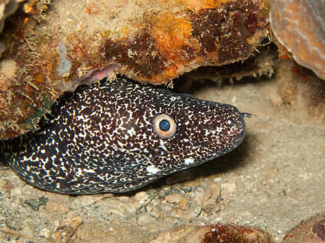 Starfleet Scuba - Dive Center in Panama