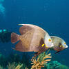Picture taken during the dive