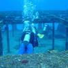 Picture taken during the dive