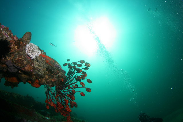 Diving in Australia, La Perouse - By Sebdive