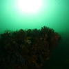 Picture taken during the dive