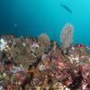 Picture taken during the dive
