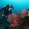 Picture taken during the dive