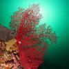 Picture taken during the dive