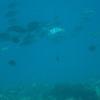 Picture taken during the dive