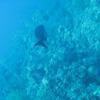 Picture taken during the dive