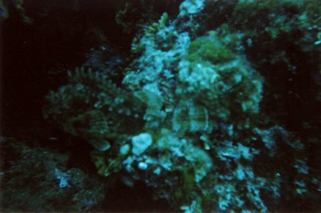 Diving Istria - Dive Center in Croatia