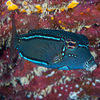 Picture taken during the dive