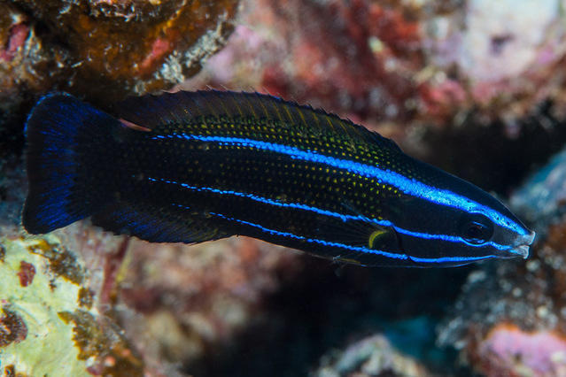 Sarl Scubapiti - Dive Center in French Polynesia