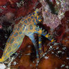 Picture taken during the dive