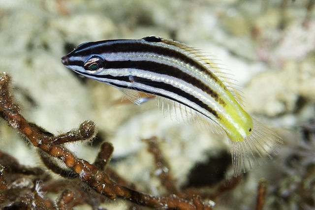 Atlantis International - Dive Center in Indonesia