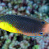 Picture taken during the dive